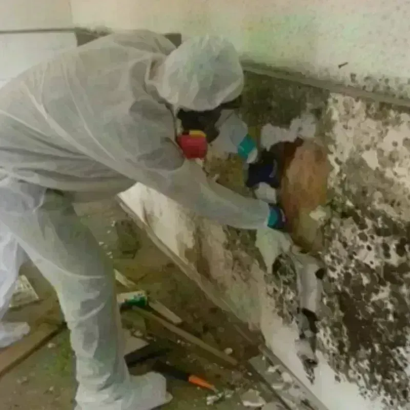 Mold Remediation and Removal in Helotes, TX